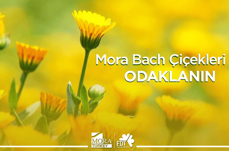 MORA BACH ÇİÇEKLERİ İLE ODAKLANIN